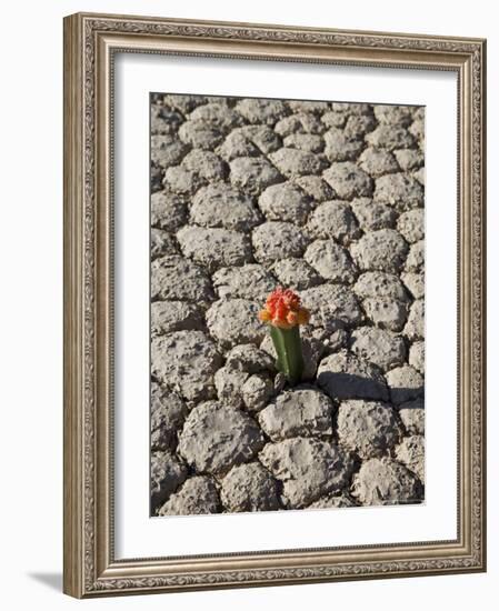 The Racetrack Point, Death Valley National Park, California, USA-Angelo Cavalli-Framed Photographic Print