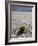 The Racetrack Point, Death Valley National Park, California, USA-Angelo Cavalli-Framed Photographic Print