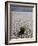 The Racetrack Point, Death Valley National Park, California, USA-Angelo Cavalli-Framed Photographic Print