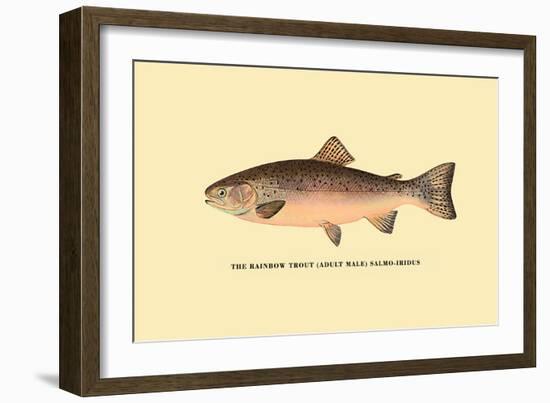 The Rainbow Trout-H.h. Leonard-Framed Art Print