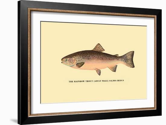 The Rainbow Trout-H.h. Leonard-Framed Art Print