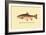 The Rainbow Trout-H.h. Leonard-Framed Art Print