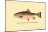 The Rainbow Trout-H.h. Leonard-Mounted Art Print