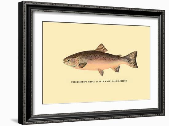 The Rainbow Trout-H.h. Leonard-Framed Art Print