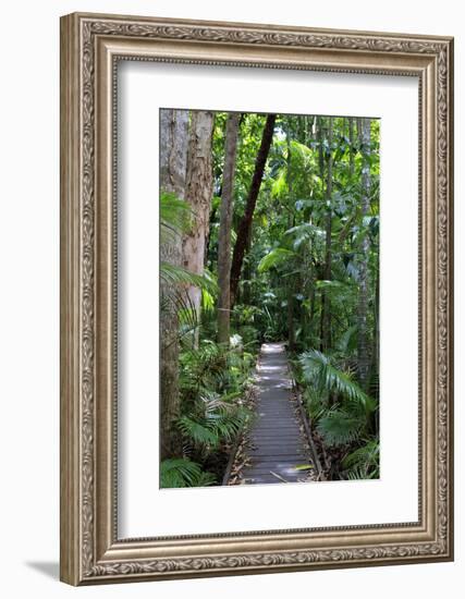 The Rainforest Boardwalk Connecting Centenary Lakes to the Botanic Gardens in Cairns, Queensland-Paul Dymond-Framed Photographic Print