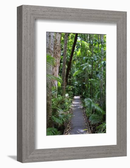 The Rainforest Boardwalk Connecting Centenary Lakes to the Botanic Gardens in Cairns, Queensland-Paul Dymond-Framed Photographic Print