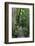 The Rainforest Boardwalk Connecting Centenary Lakes to the Botanic Gardens in Cairns, Queensland-Paul Dymond-Framed Photographic Print