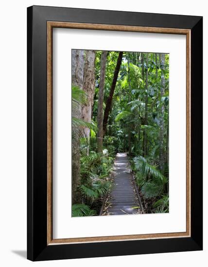 The Rainforest Boardwalk Connecting Centenary Lakes to the Botanic Gardens in Cairns, Queensland-Paul Dymond-Framed Photographic Print