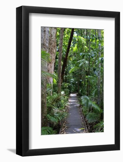 The Rainforest Boardwalk Connecting Centenary Lakes to the Botanic Gardens in Cairns, Queensland-Paul Dymond-Framed Photographic Print