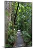 The Rainforest Boardwalk Connecting Centenary Lakes to the Botanic Gardens in Cairns, Queensland-Paul Dymond-Mounted Photographic Print