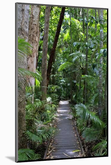 The Rainforest Boardwalk Connecting Centenary Lakes to the Botanic Gardens in Cairns, Queensland-Paul Dymond-Mounted Photographic Print