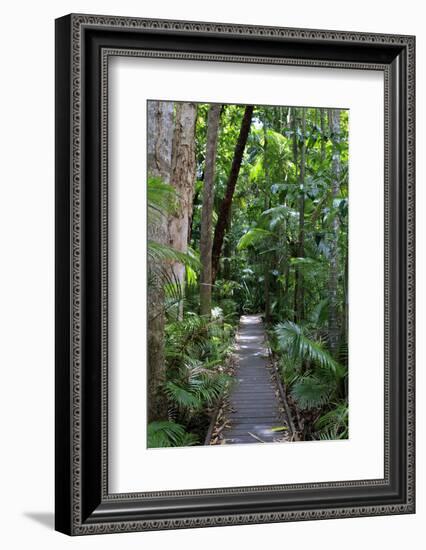 The Rainforest Boardwalk Connecting Centenary Lakes to the Botanic Gardens in Cairns, Queensland-Paul Dymond-Framed Photographic Print