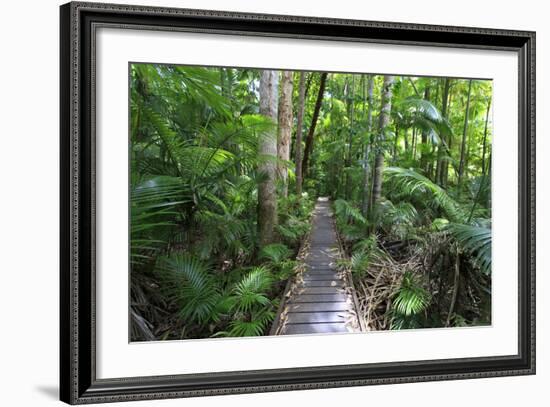 The Rainforest Boardwalk Connecting Centenary Lakes to the Botanic Gardens in Cairns, Queensland-Paul Dymond-Framed Photographic Print