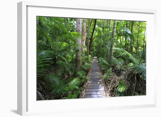 The Rainforest Boardwalk Connecting Centenary Lakes to the Botanic Gardens in Cairns, Queensland-Paul Dymond-Framed Photographic Print