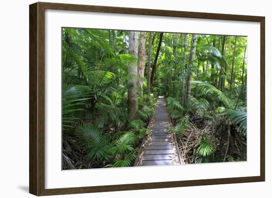 The Rainforest Boardwalk Connecting Centenary Lakes to the Botanic Gardens in Cairns, Queensland-Paul Dymond-Framed Photographic Print