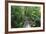 The Rainforest Boardwalk Connecting Centenary Lakes to the Botanic Gardens in Cairns, Queensland-Paul Dymond-Framed Photographic Print