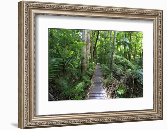 The Rainforest Boardwalk Connecting Centenary Lakes to the Botanic Gardens in Cairns, Queensland-Paul Dymond-Framed Photographic Print