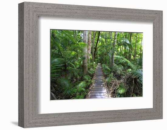 The Rainforest Boardwalk Connecting Centenary Lakes to the Botanic Gardens in Cairns, Queensland-Paul Dymond-Framed Photographic Print