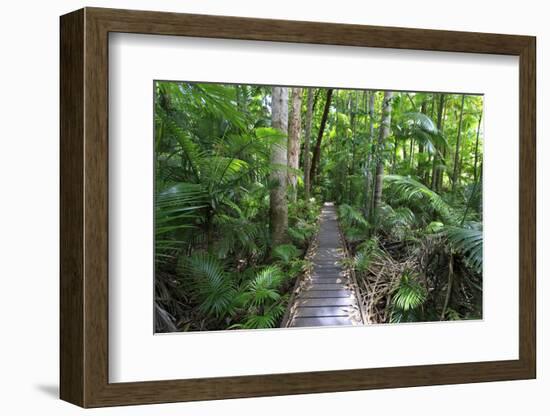 The Rainforest Boardwalk Connecting Centenary Lakes to the Botanic Gardens in Cairns, Queensland-Paul Dymond-Framed Photographic Print