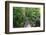 The Rainforest Boardwalk Connecting Centenary Lakes to the Botanic Gardens in Cairns, Queensland-Paul Dymond-Framed Photographic Print