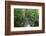 The Rainforest Boardwalk Connecting Centenary Lakes to the Botanic Gardens in Cairns, Queensland-Paul Dymond-Framed Photographic Print