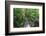 The Rainforest Boardwalk Connecting Centenary Lakes to the Botanic Gardens in Cairns, Queensland-Paul Dymond-Framed Photographic Print