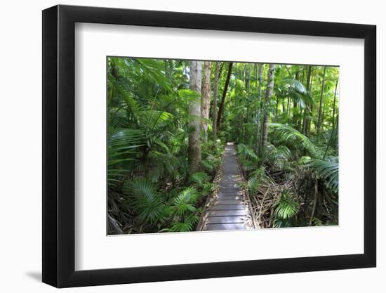 The Rainforest Boardwalk Connecting Centenary Lakes to the Botanic Gardens in Cairns, Queensland-Paul Dymond-Framed Photographic Print