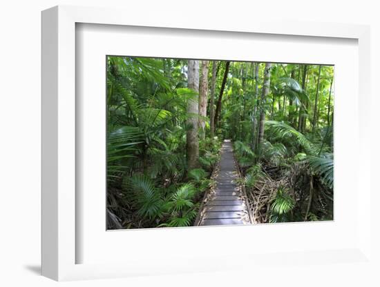 The Rainforest Boardwalk Connecting Centenary Lakes to the Botanic Gardens in Cairns, Queensland-Paul Dymond-Framed Photographic Print