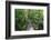The Rainforest Boardwalk Connecting Centenary Lakes to the Botanic Gardens in Cairns, Queensland-Paul Dymond-Framed Photographic Print