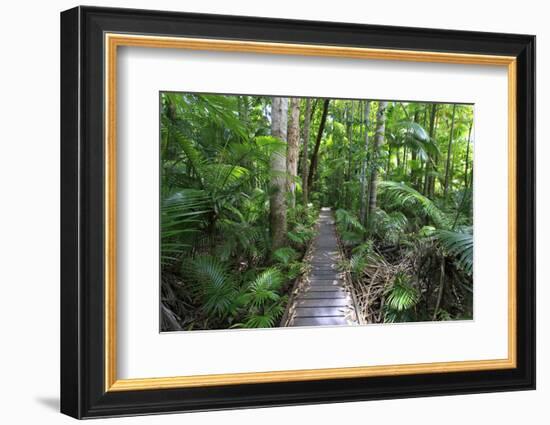 The Rainforest Boardwalk Connecting Centenary Lakes to the Botanic Gardens in Cairns, Queensland-Paul Dymond-Framed Photographic Print