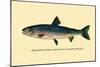 The Rangeley Trout-H.h. Leonard-Mounted Art Print