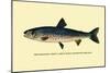 The Rangeley Trout-H.h. Leonard-Mounted Art Print