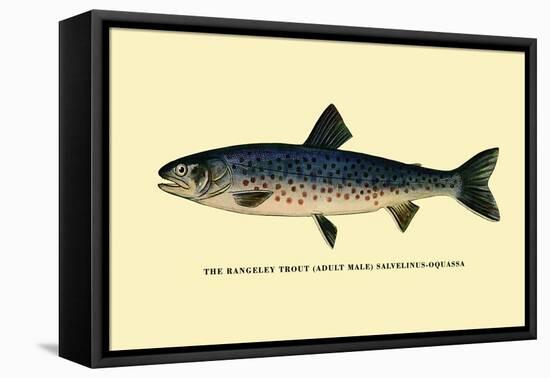 The Rangeley Trout-H.h. Leonard-Framed Stretched Canvas