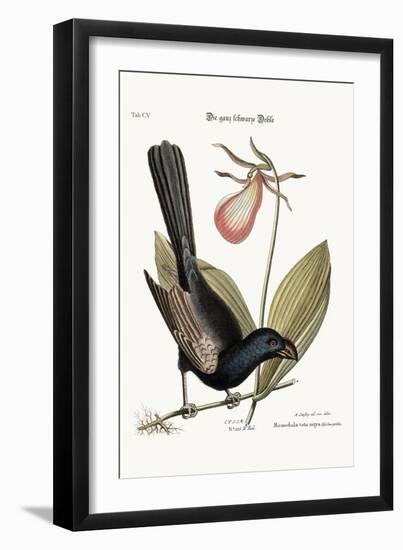 The Razor-Billed Black-Bird of Jamaica, 1749-73-Mark Catesby-Framed Giclee Print