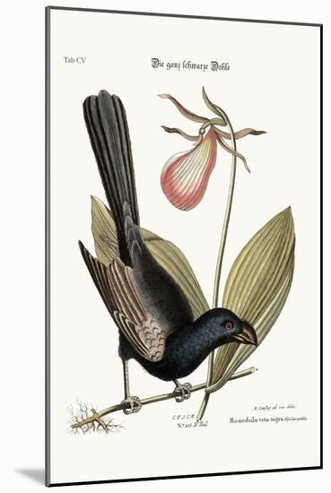 The Razor-Billed Black-Bird of Jamaica, 1749-73-Mark Catesby-Mounted Giclee Print