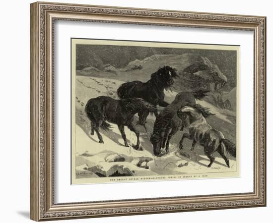 The Recent Severe Winter, Dartmoor Ponies in Search of a Feed-Samuel Edmund Waller-Framed Giclee Print