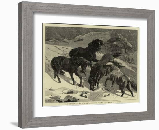 The Recent Severe Winter, Dartmoor Ponies in Search of a Feed-Samuel Edmund Waller-Framed Giclee Print