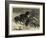 The Recent Severe Winter, Dartmoor Ponies in Search of a Feed-Samuel Edmund Waller-Framed Giclee Print