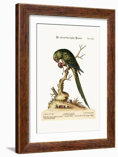 The Red and Blue-Headed Parrakeet, 1749-73-George Edwards-Framed Giclee Print