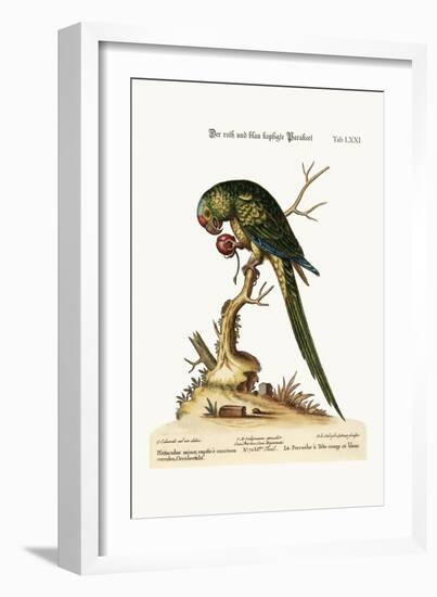The Red and Blue-Headed Parrakeet, 1749-73-George Edwards-Framed Giclee Print