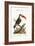 The Red-Beaked Toucan, 1749-73-George Edwards-Framed Giclee Print