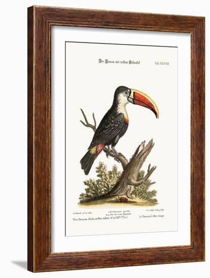 The Red-Beaked Toucan, 1749-73-George Edwards-Framed Giclee Print