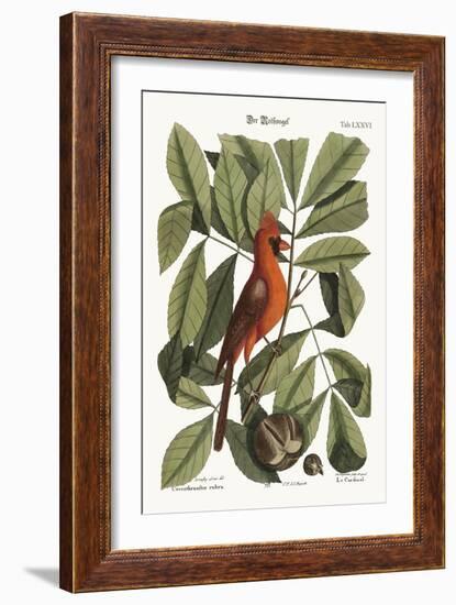 The Red Bird, 1749-73-Mark Catesby-Framed Giclee Print