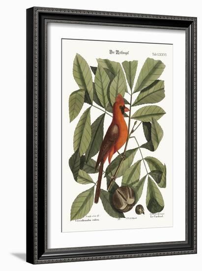 The Red Bird, 1749-73-Mark Catesby-Framed Giclee Print