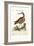 The Red-Breasted Godwit, 1749-73-George Edwards-Framed Giclee Print