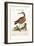 The Red-Breasted Godwit, 1749-73-George Edwards-Framed Giclee Print