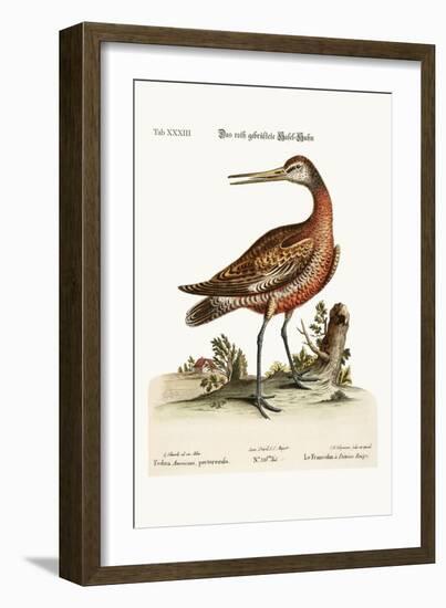 The Red-Breasted Godwit, 1749-73-George Edwards-Framed Giclee Print