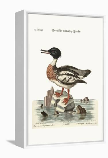 The Red-Breasted Goosander, 1749-73-George Edwards-Framed Premier Image Canvas