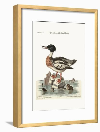 The Red-Breasted Goosander, 1749-73-George Edwards-Framed Giclee Print