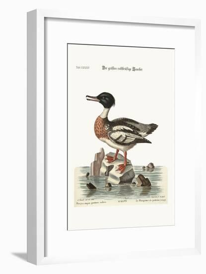 The Red-Breasted Goosander, 1749-73-George Edwards-Framed Giclee Print